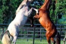 Exhibición Ecuestre