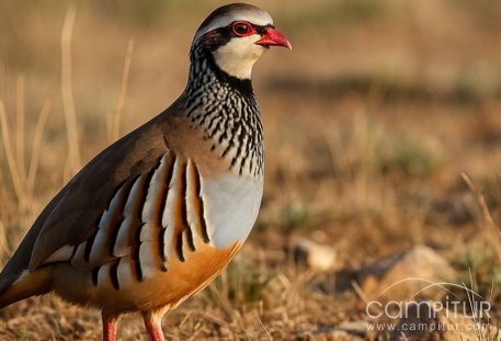 Azuaga abre el plazo de inscripción para las jornadas de caza de perdiz al salto en la finca “La Sierra”